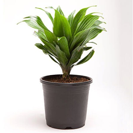 Dracaena Compacta Small